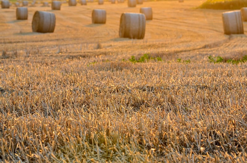 Post-Harvest Handling
