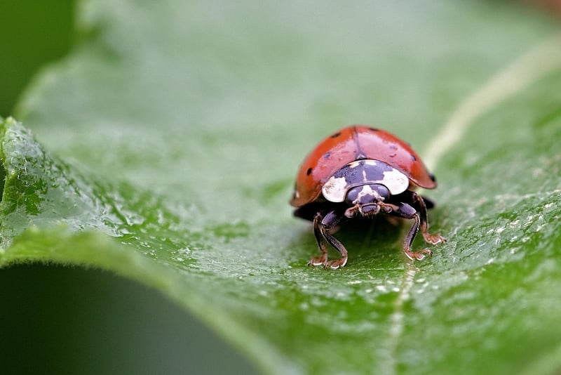 Pest Control in Garden