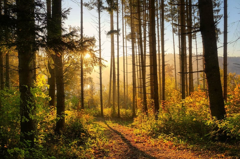 Sunlight in Garden